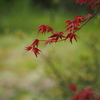 野村紅葉と申します。