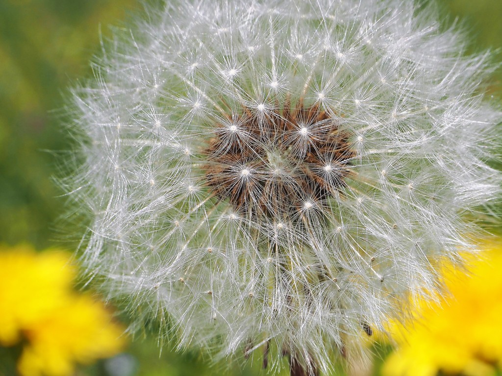 わたげ~旅立ちの日に