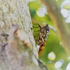 夏の果て