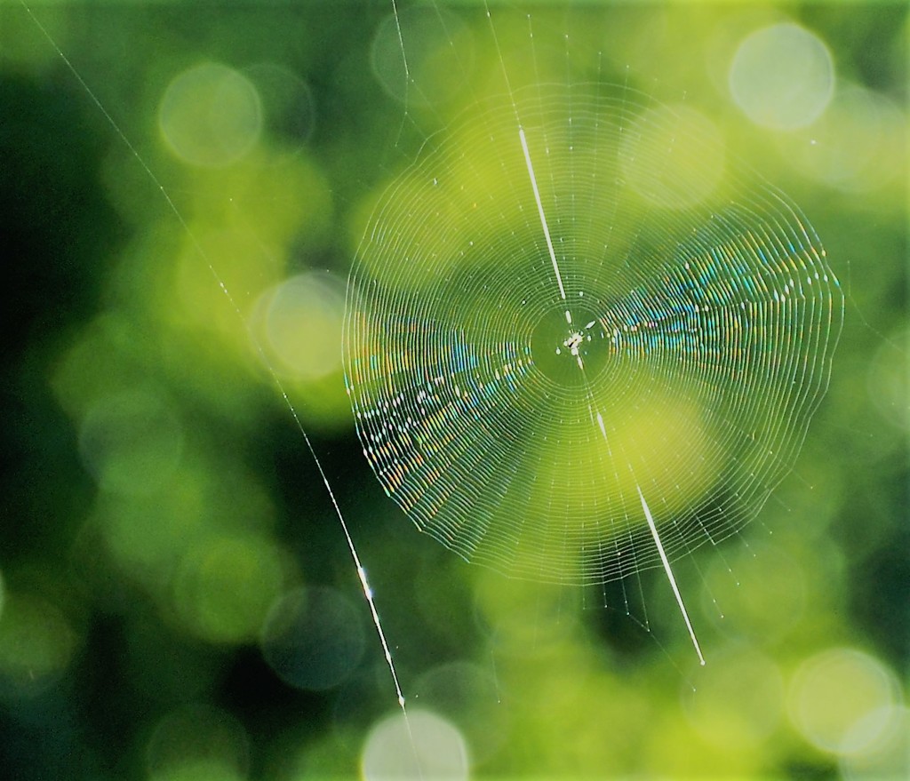夏惜しむ～蜘蛛の糸