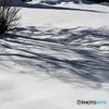 雪に映ゆ