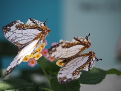 蝶たちの楽園 (3)