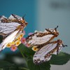 蝶たちの楽園 (3)