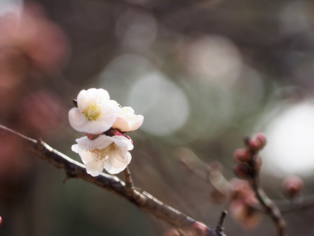 梅暦