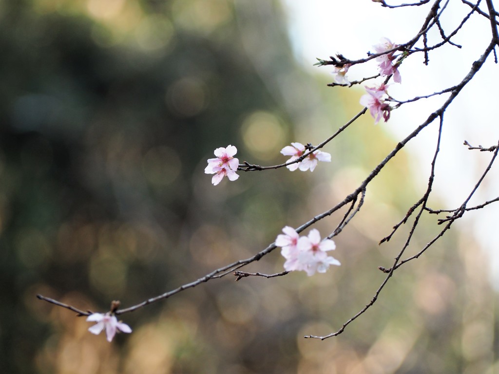 初冬の彩り～冬桜
