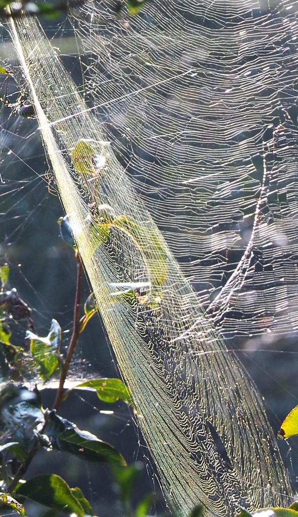 shiny web