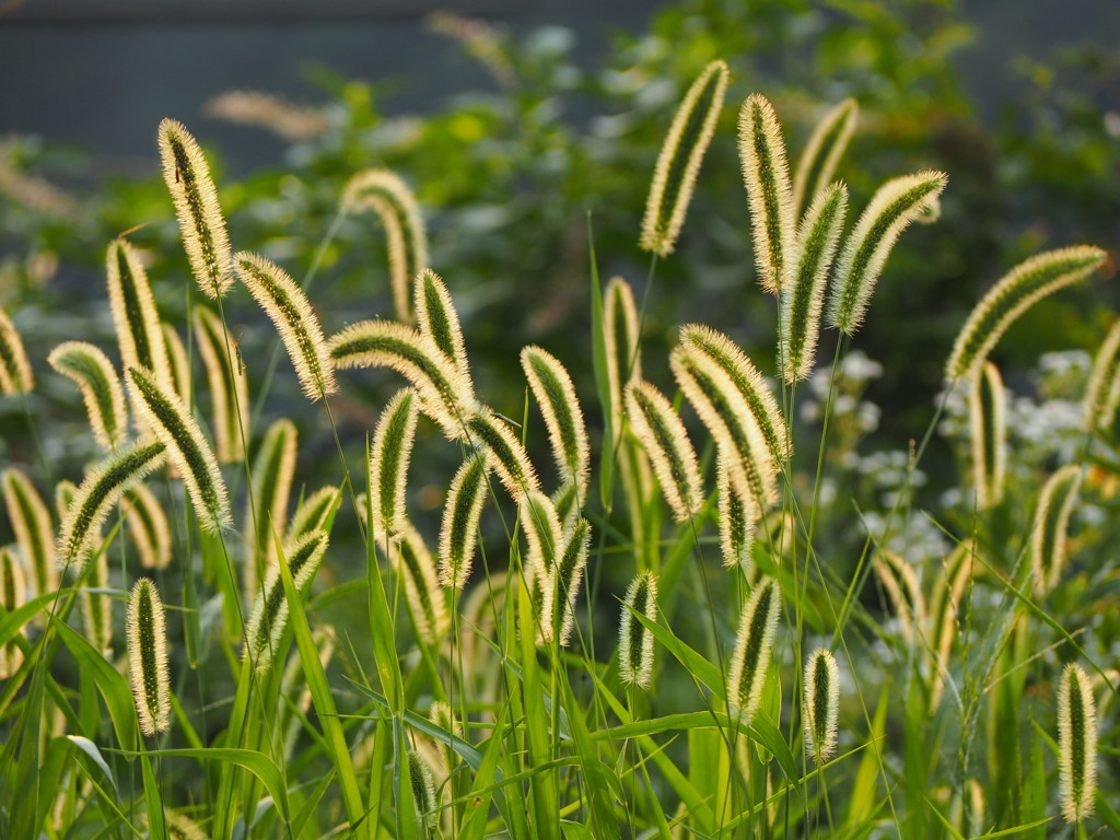 ゑのこ草