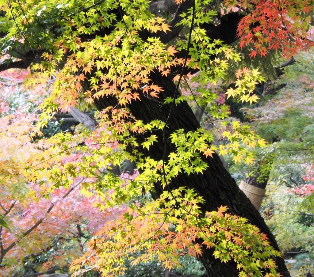 庭園美 (2)～かえで紅葉