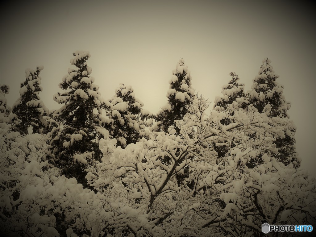 雪の声