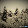 雪の声