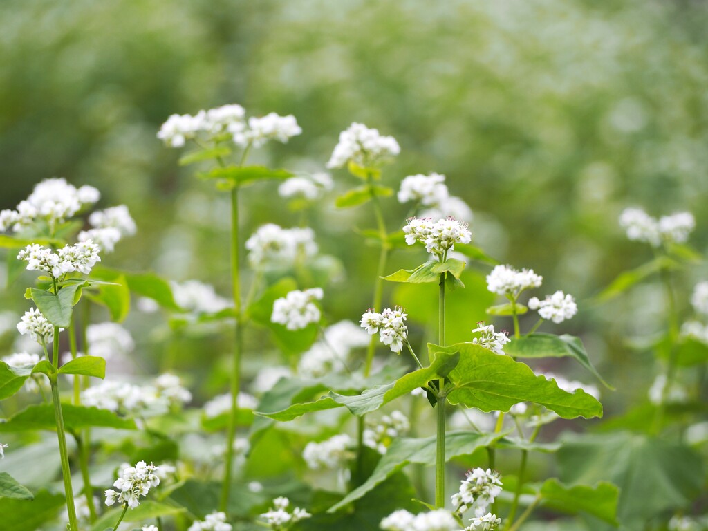 蕎麦の花