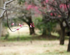 再会は偶然に