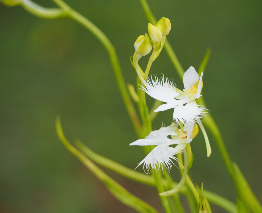 White egret flower