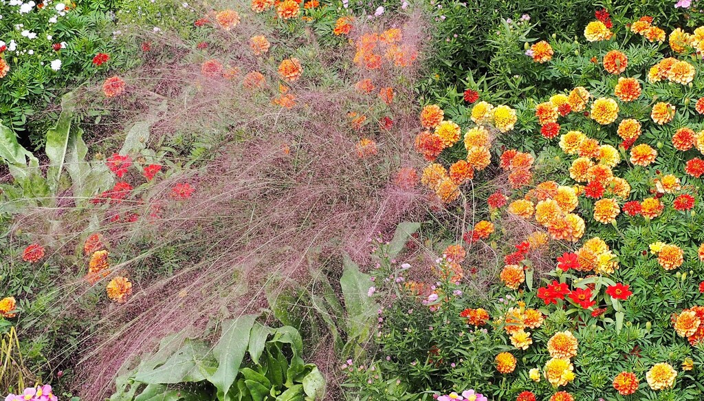 横浜で出会った癒しの花たち (2)