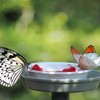 蝶たちの楽園 (1)