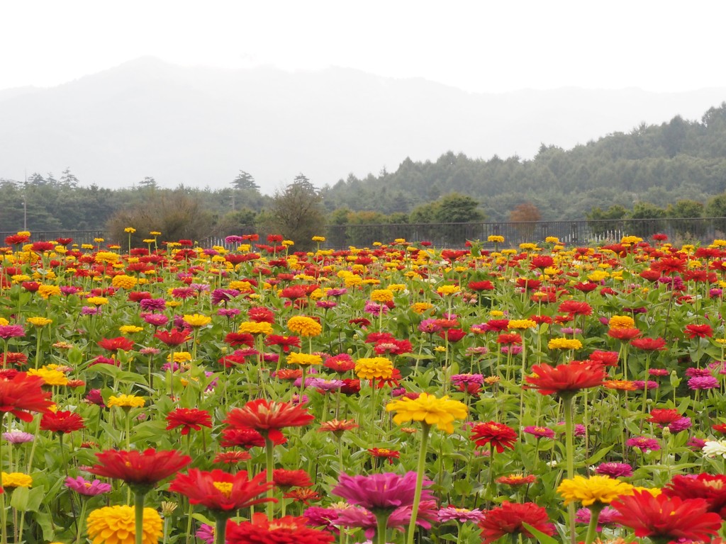 富士山麓のビタミンカラー