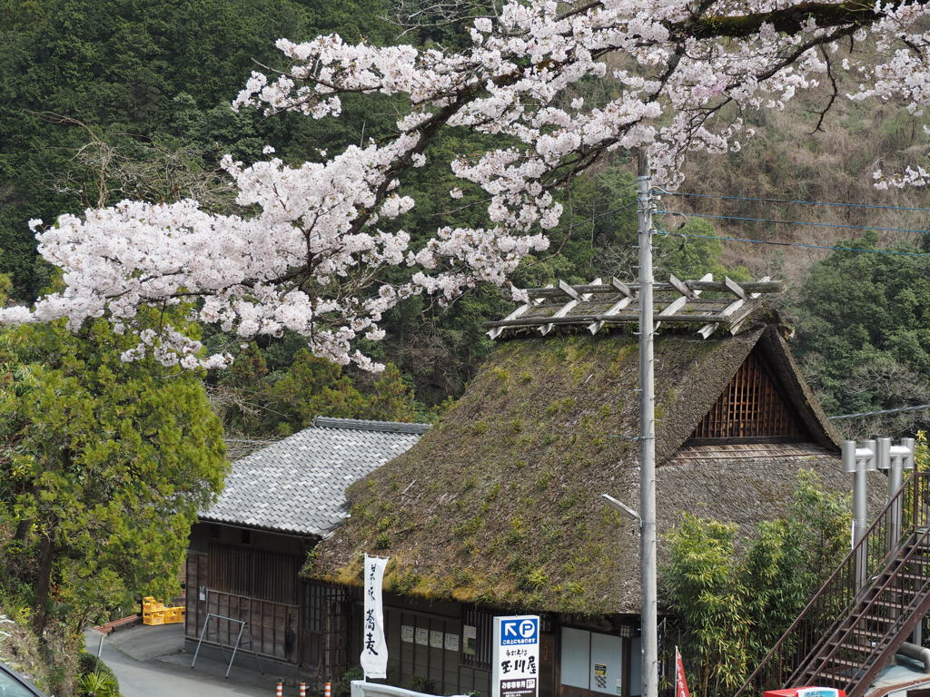 茅葺き屋根の蕎麦屋