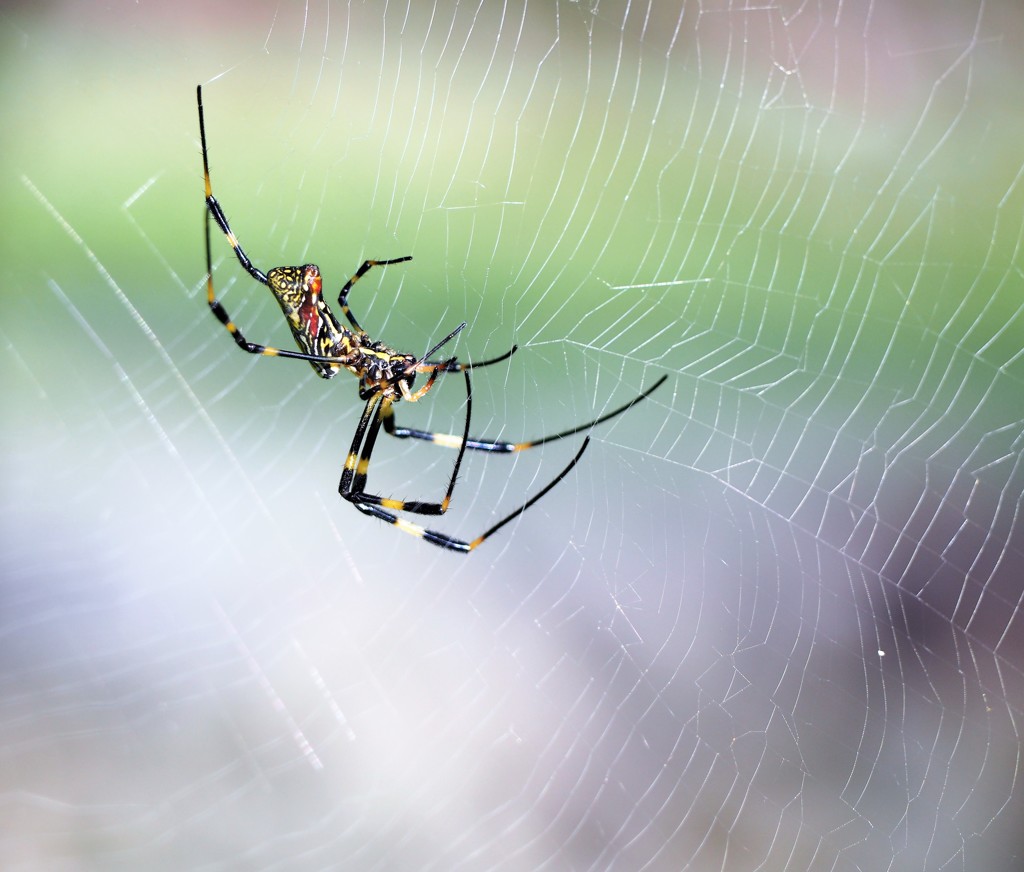 Silk spider (3)