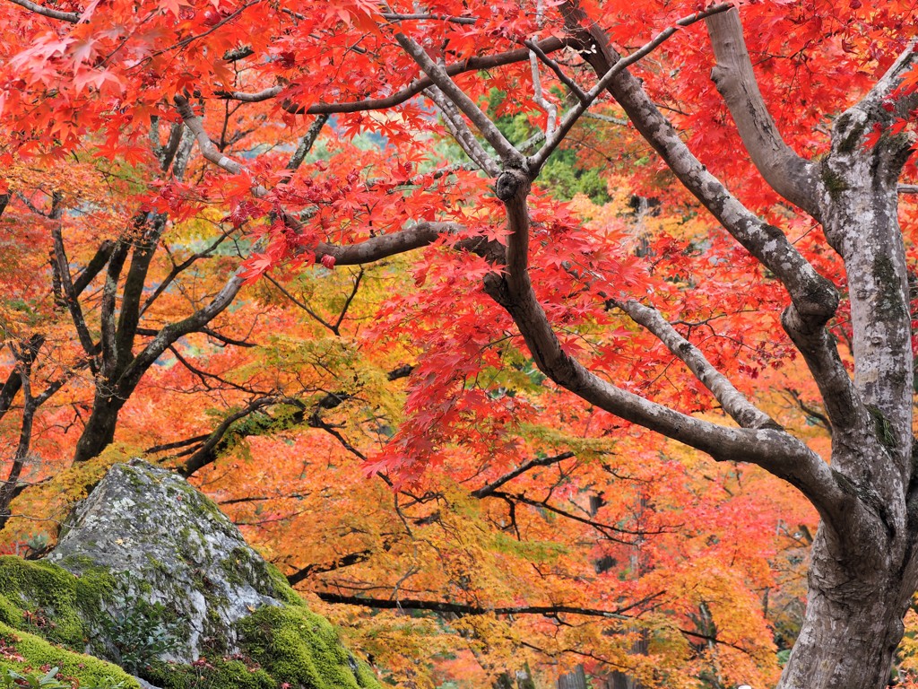 錦秋散策[京都・嵐山②]