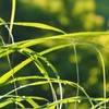 朝の雫