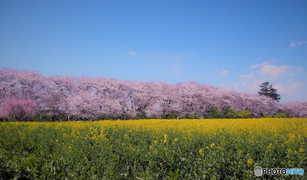 青空・桜・菜の花