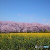 青空・桜・菜の花