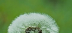 dandelion fluff