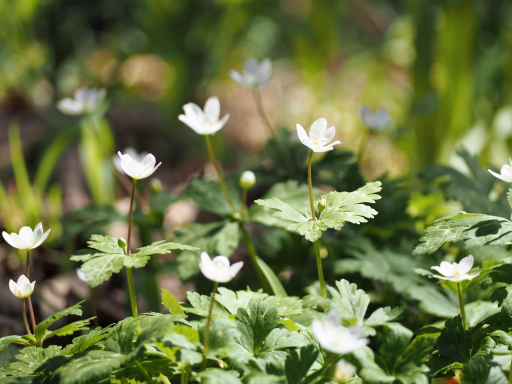 Soft windflower