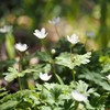 Soft windflower