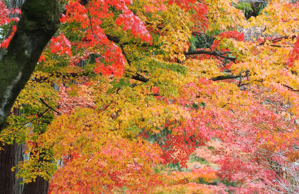 梢の錦[京都・東福寺]