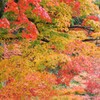 梢の錦[京都・東福寺]