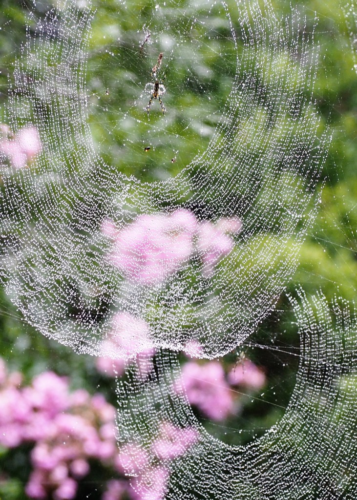 rainy web