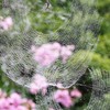 rainy web