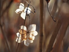 名残花 (2)