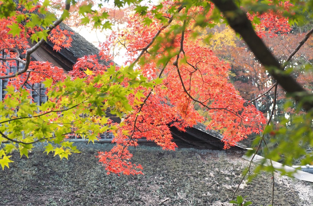 錦秋散策[滋賀・石山寺]