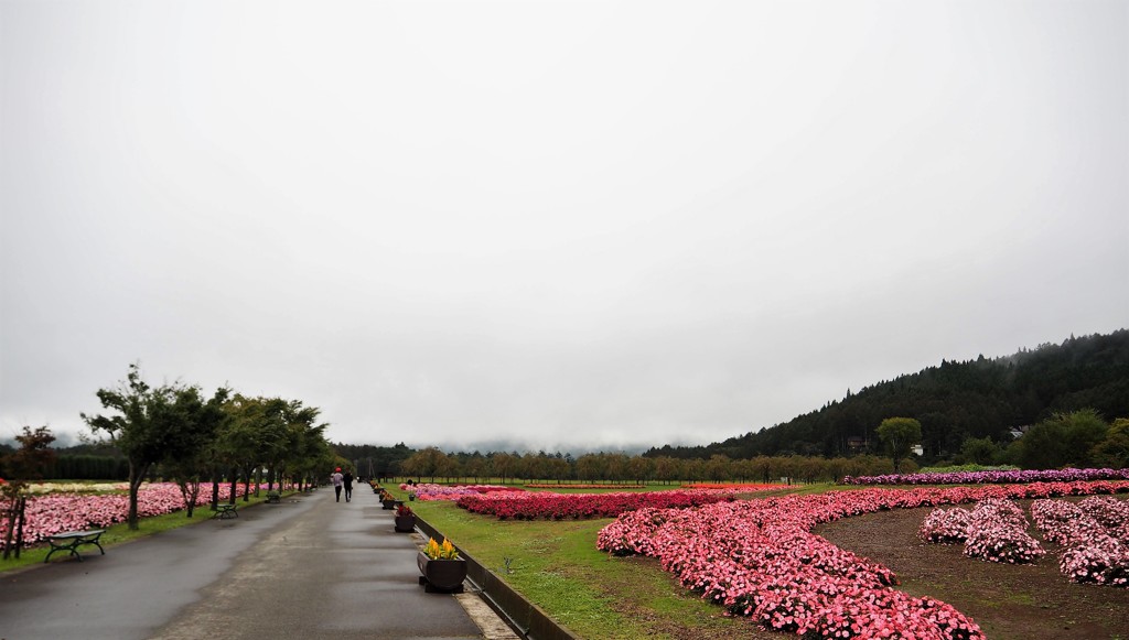 環境浄化する花