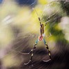 Silk spider