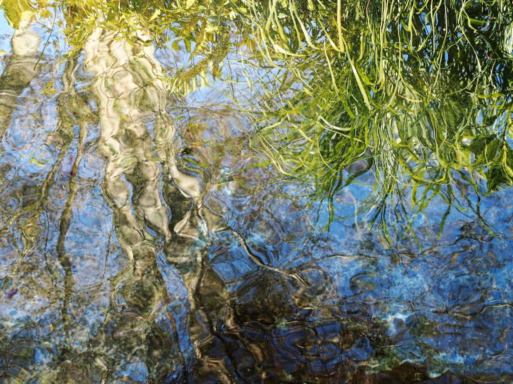 夏惜しむ～水鏡