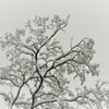 雪の華