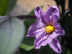 花茄子(はななすび)