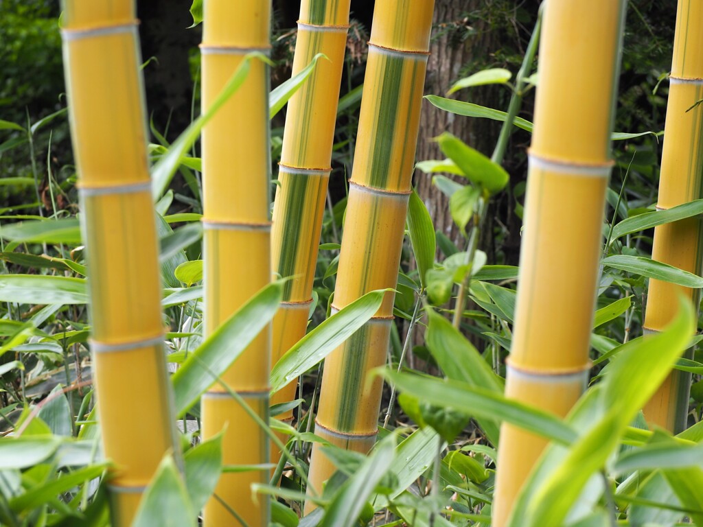 黄金色の竹