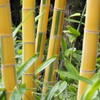 黄金色の竹