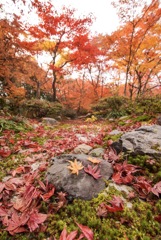 紅の葉