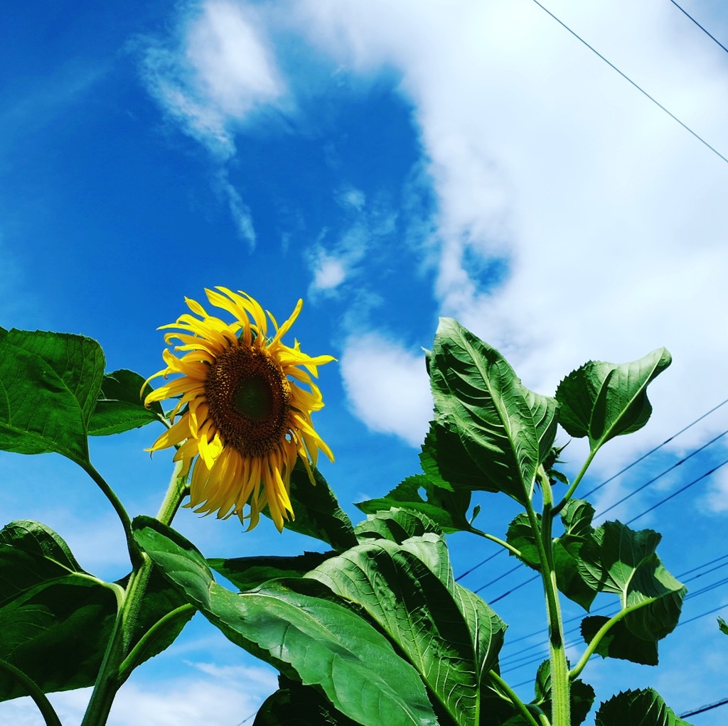 夏のひまわり