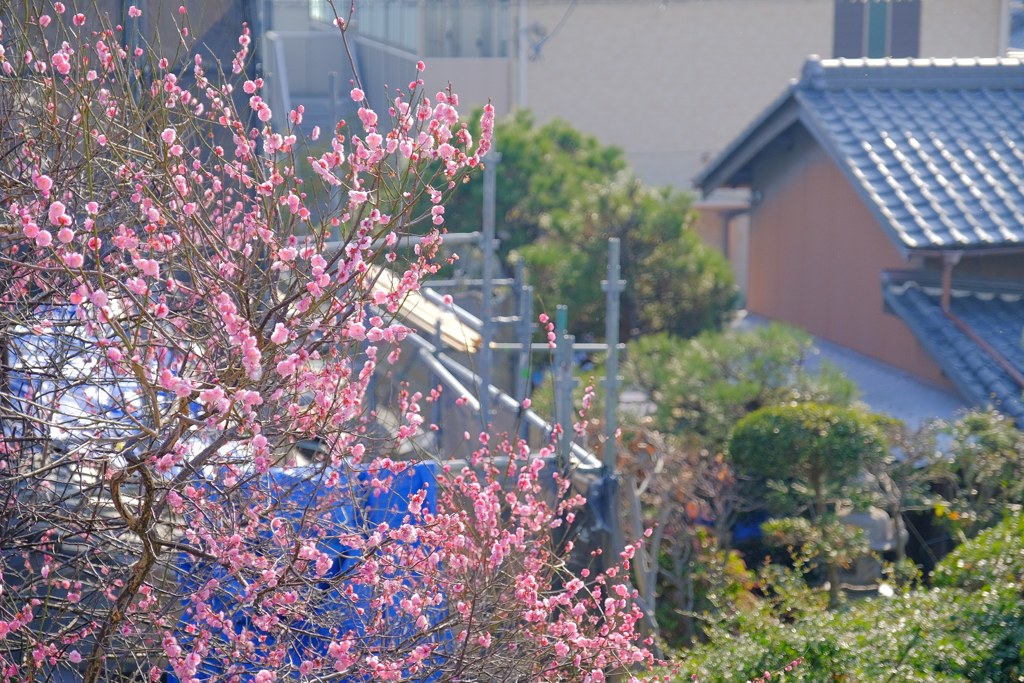 もうすぐ春ですね