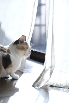 猫の観察
