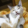 初投稿 愛猫のむぎちゃん！