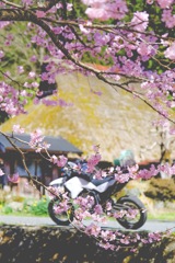 桜とバイク