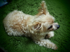 GonGon◎