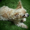 GonGon◎